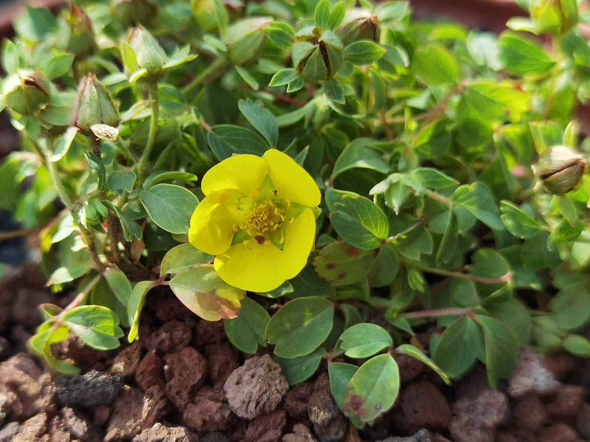 Potentilla eriocarpa 'Minor' en fleurs sur les pentes pierreuses de l'Himalaya